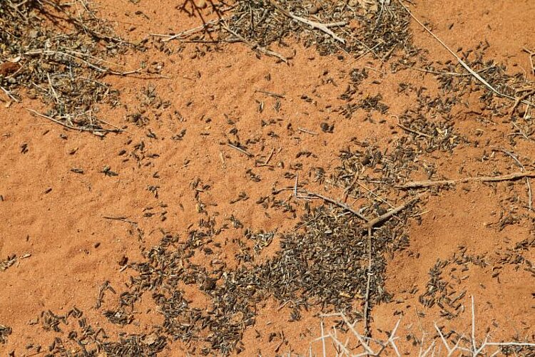 Heuschrecken zerstören die Ernte in Somalia