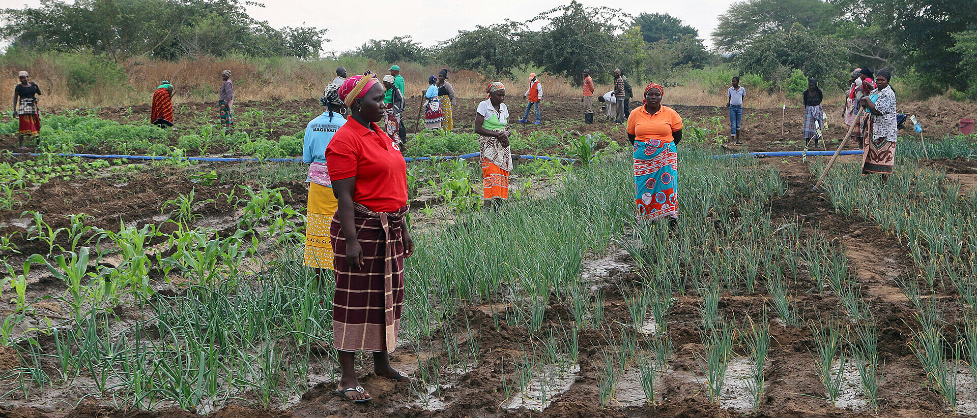 Frauen auf einem Feld in Mosambik 