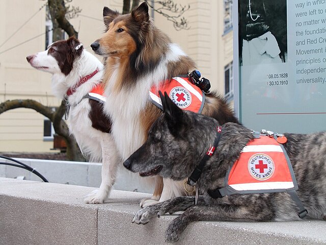 Drei Hunde mit dem Rotkreuzabzeichen sitzen auf einer Mauer vor dem Bildnis von Henri Dunant
