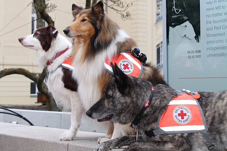 Drei Hunde mit dem Rotkreuzabzeichen sitzen auf einer Mauer vor dem Bildnis von Henri Dunant