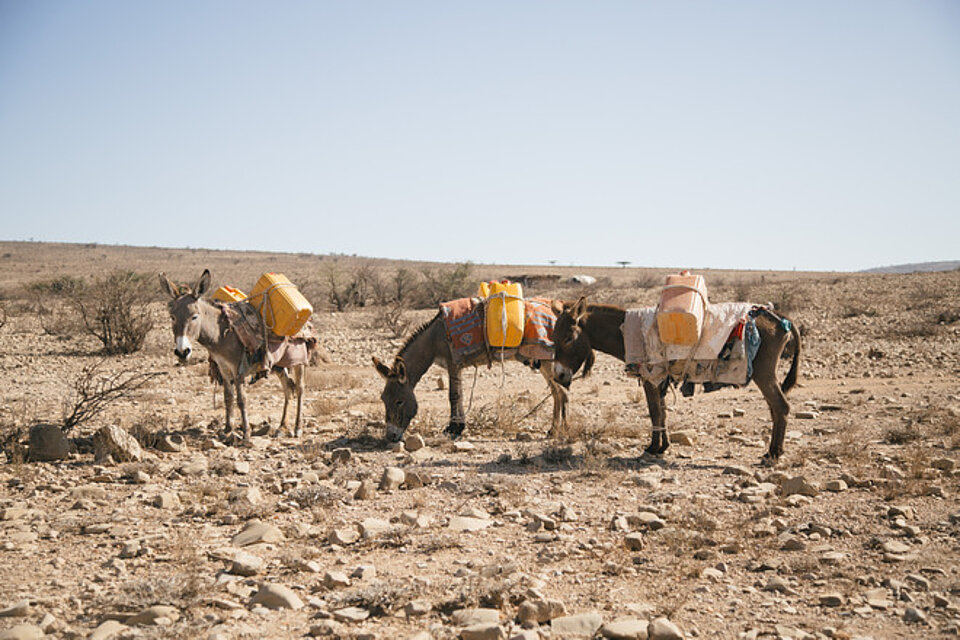somalia, somaliland, drought, red cross, red crescent, 2016, horn of africa, water, el nino, climate change, herding, herders, livestock, goat, sheep