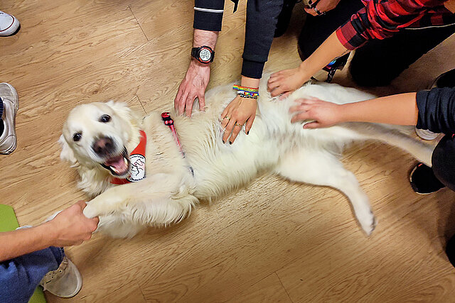 Kinderhände streicheln DRK-Therapiehund Milow