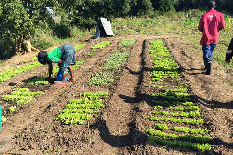 Foto: Eine Mosambikanerin arbeitet im Gemüsegarten 