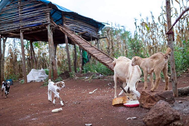 Ziegen in Außengelände
