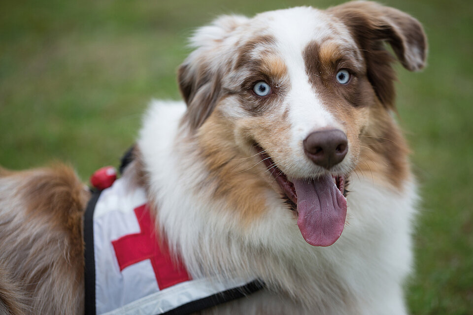 Hund mit Rotkreuz-Binde