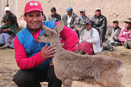 Ein Mitarbeiter des peruanischen Roten Kreuzes mit einem kleinen Alpaka.
