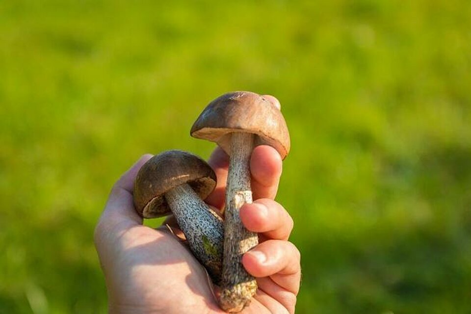 Hand mit Pilzen