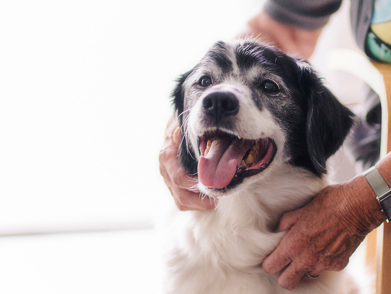 Seniorin streichelt Therapiehund