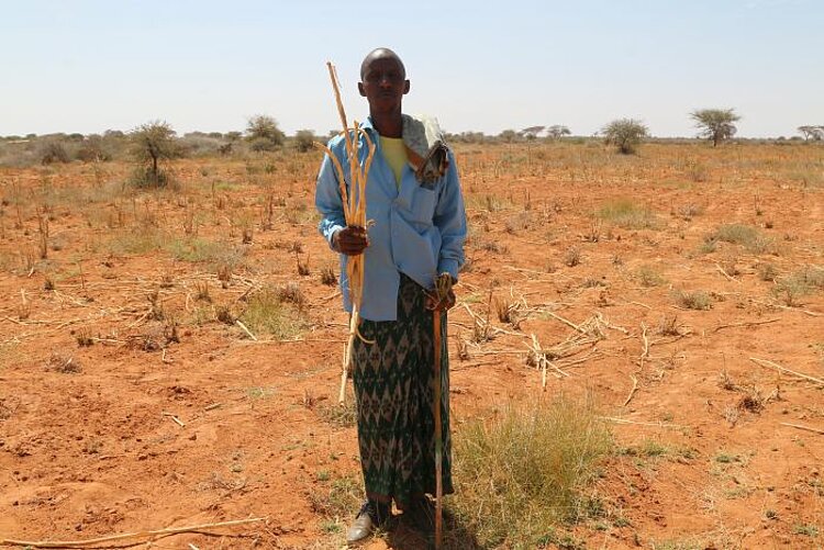 Somalia leidet unter Heuschreckenplage