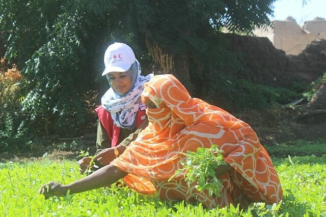 DRK-Projekt zur Ernährungssicherung im Sudan 