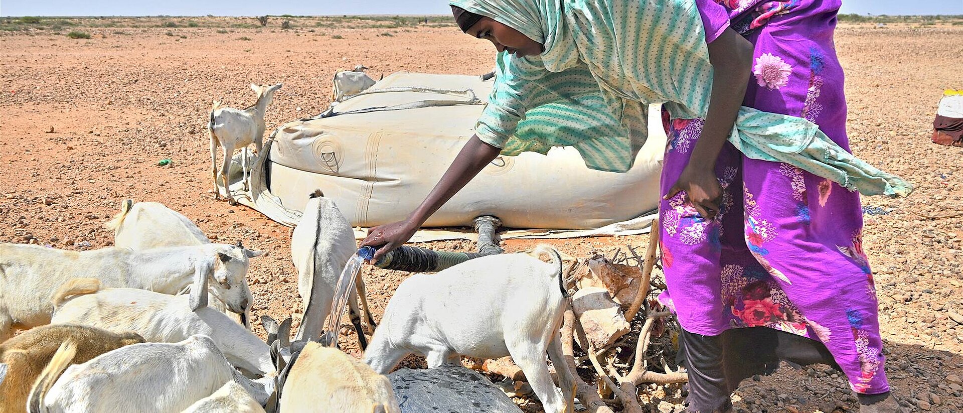 Shepherdess tends goats in Somalia