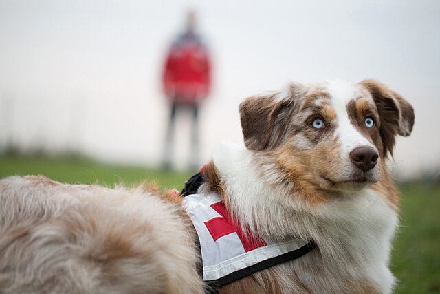 Ein Hund der DRK Rettungshundestaffel