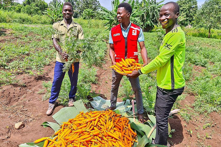 Harvesting carrots