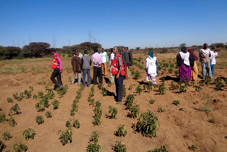 Foto: Begutachtung eines Feldes in Somalia