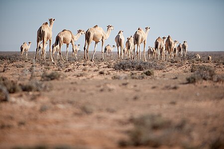 Afrika, Dürre, Trockenheit, Wüste, Wassermangel, Klimawandel, Kamele, Herde