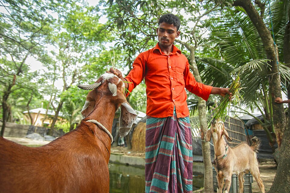 man feeding two goats