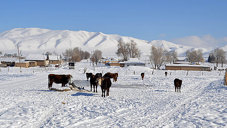 Kühe auf verschneiter Weide in Kirgistan
