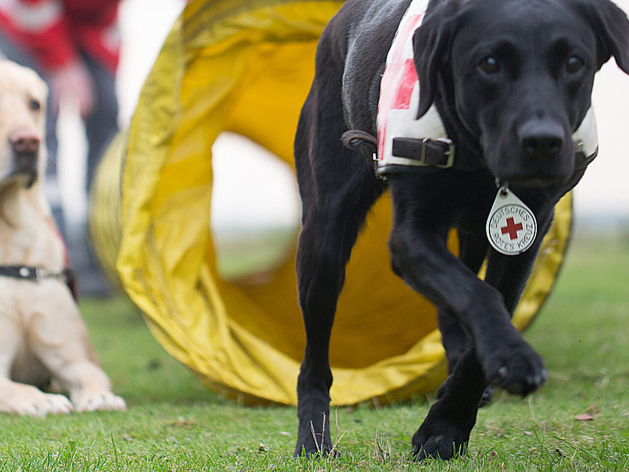 Rettungshundearbeit des DRK