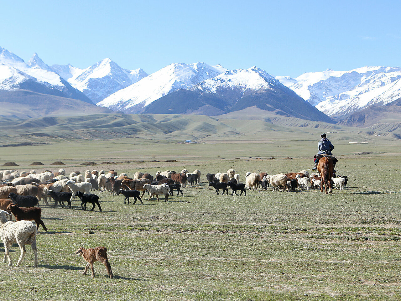Reiter und Schafherde in Kirgistan