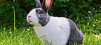 Hase auf der Wiese