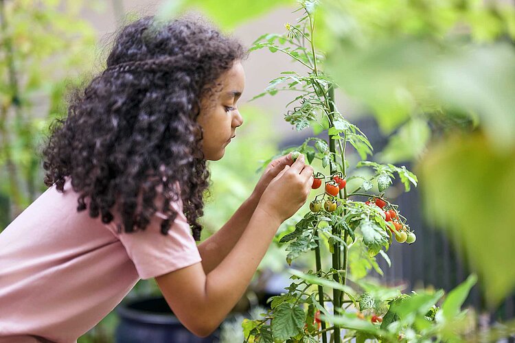 Mädchen pflückt Tomaten