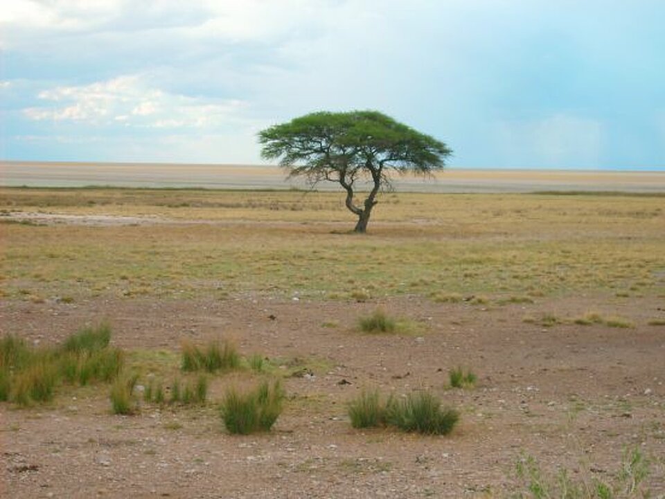 Foto: Ein Savannenbaum