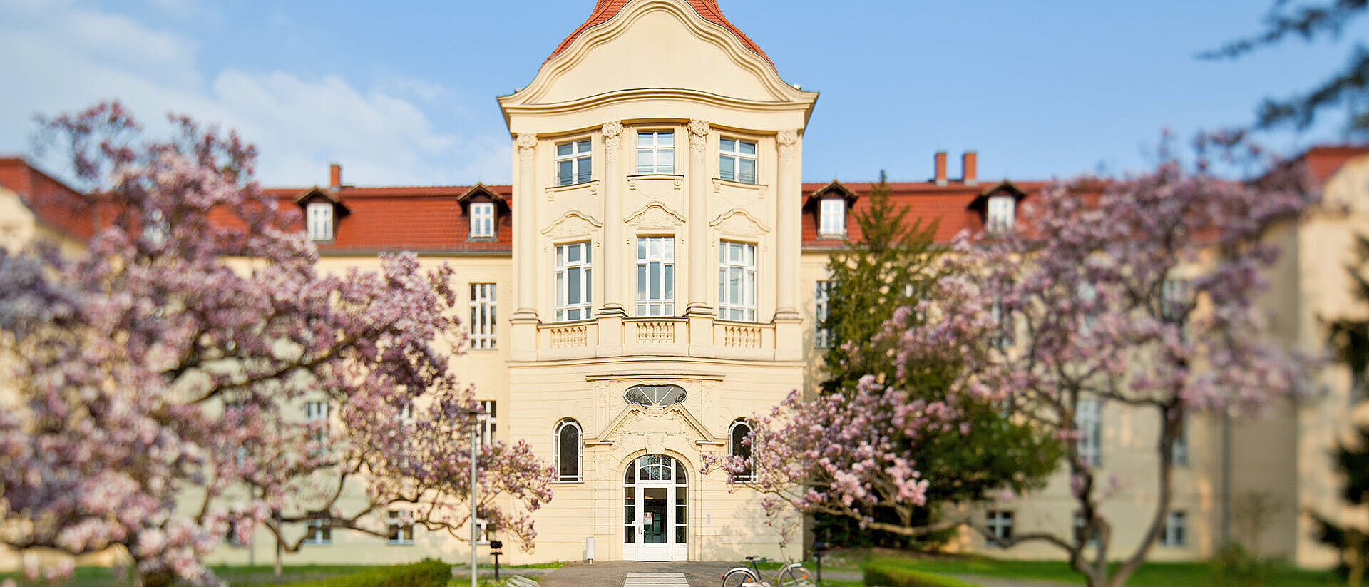 Bäume vor DRK-Generalsekretariat in Frühlingsblüte