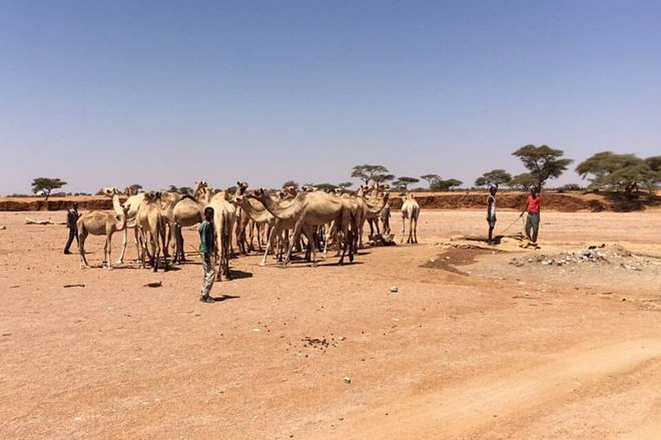 Herde Kamele