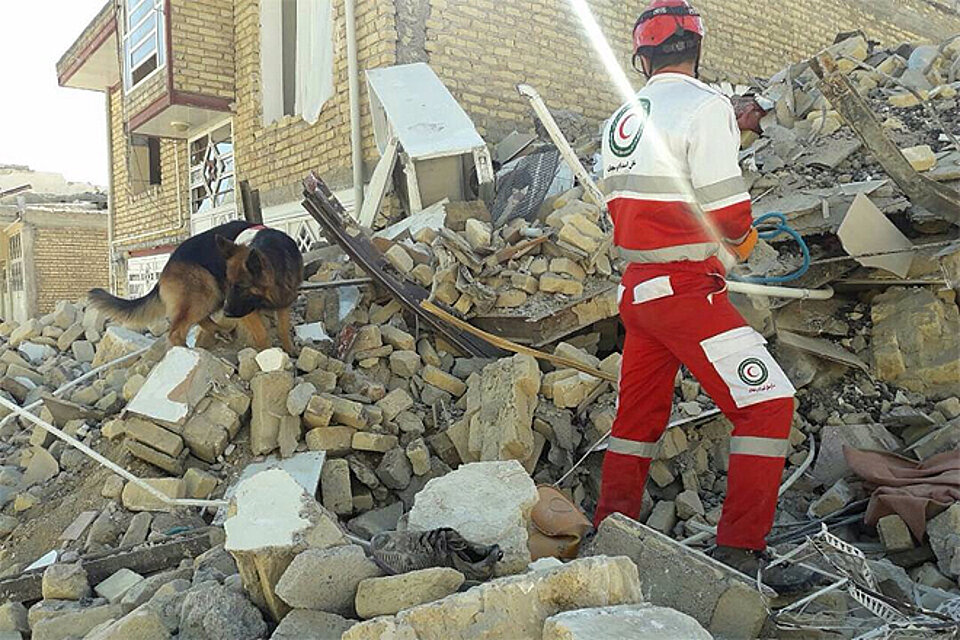 Ein Rettungshund des Iranischen Roten Halbmonds auf der Suche nach Erdbeben-Opfern.