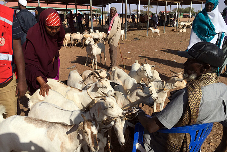 Foto: Eine Somalierin schaut sich auf dem Markt Ziegen an.