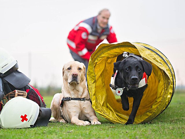 Hundetraining