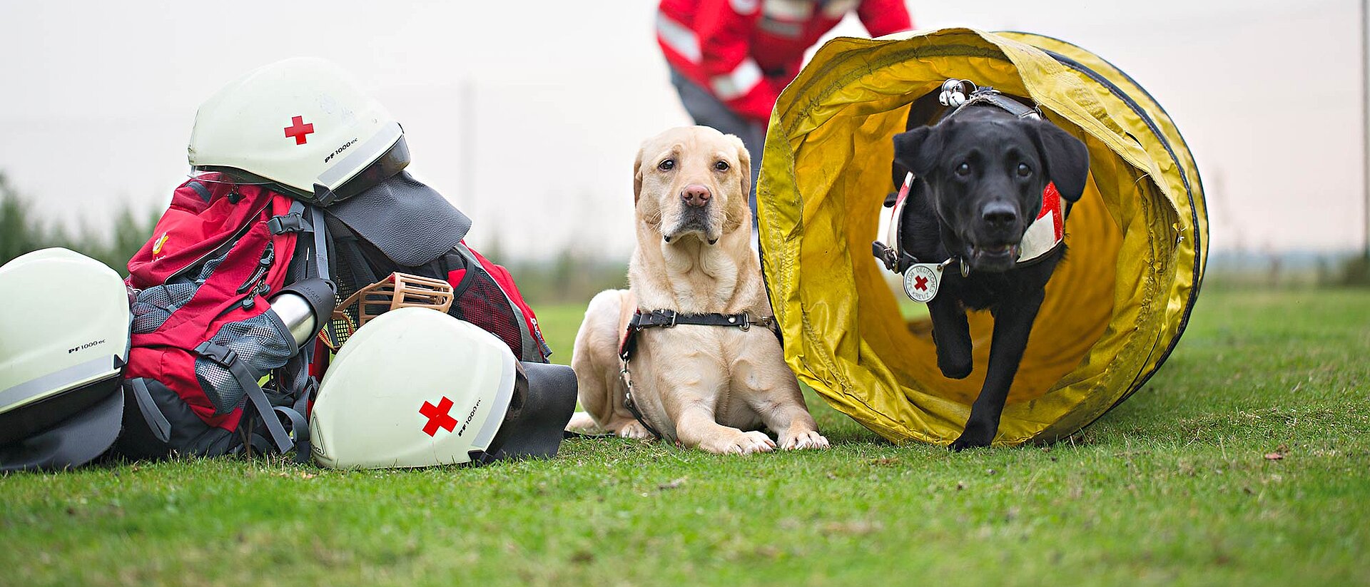 Hundetraining