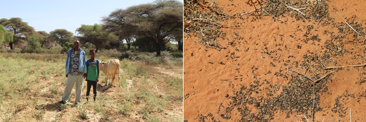 Bauern in Somalia leiden unter Heuschreckenplage