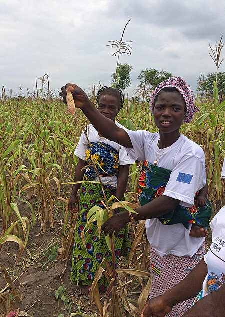 Togolesin im Maisfeld zeigt kleinen Maiskolben