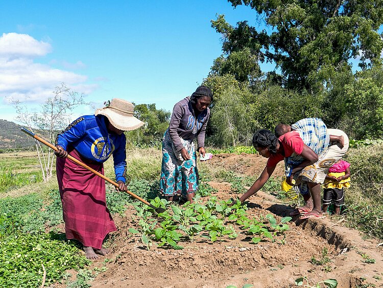 Frauen in Madagaskar bearbeiten ein Feld 