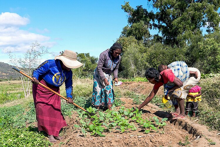 Frauen in Madagaskar bearbeiten ein Feld 