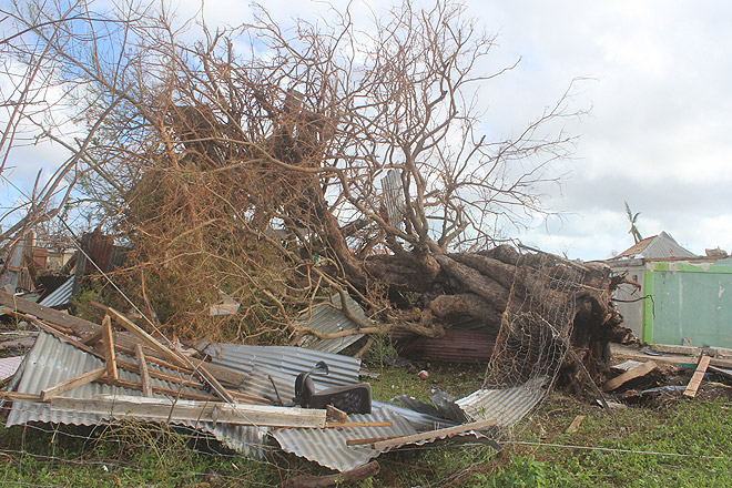 Ein durch Hurrikan Irma umgekippter Baum