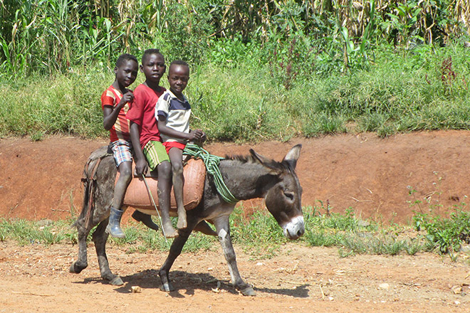 Drei äthiopische Kinder auf einem Esel