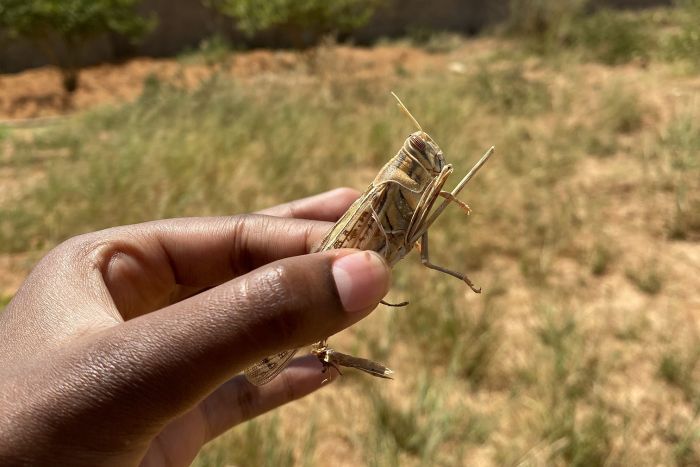 Heuschreckenplage in Ostafrika: Wanderheuschrecke in einer Hand