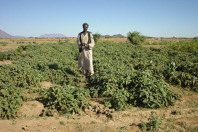 Landwirtschaft: Hilfe im Sudan