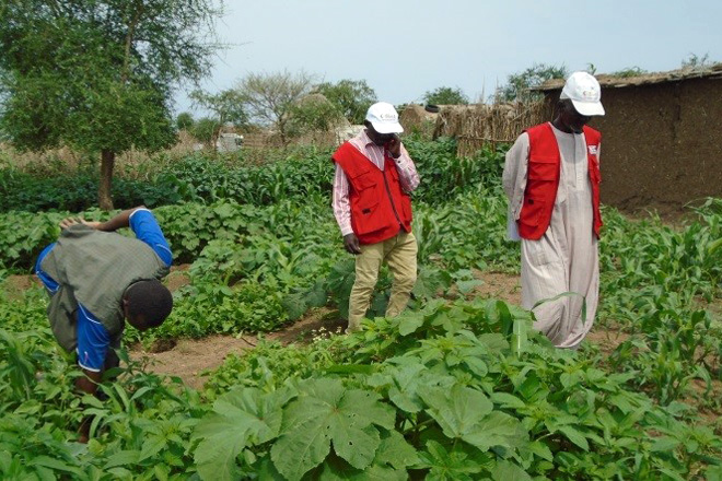 Foto: Rothalbmondhelfer besichtigen einen Hausgarten im Sudan