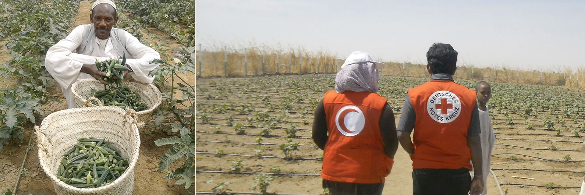 Collage: Sudanese mit Ernte und Rotkreuzhelfer auf Feld