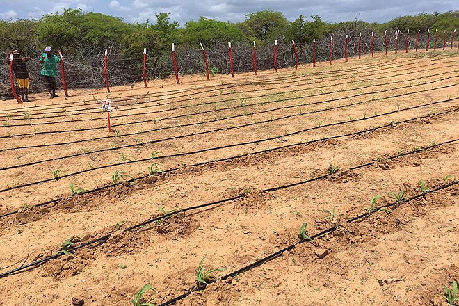 Ein Feld mit jungen Pflanzen in Guajira.