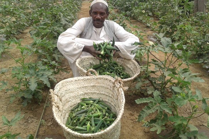 Sudanese mit Korb voller Okraschoten